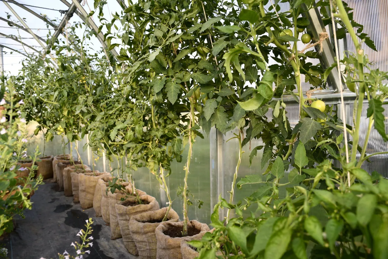 siltnamyje auginami pomidorai scaled
