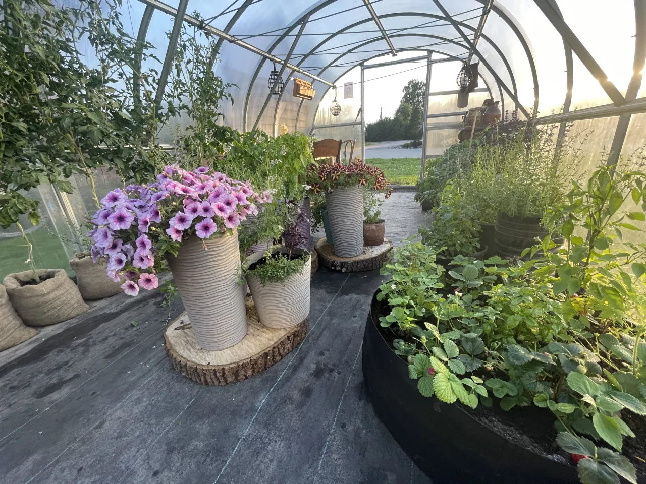 siltnamyje uogos gele vaistazoles bei prieskoniai scaled