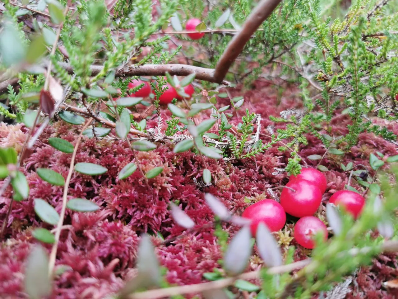 spang308499533 458135889675792 1672338104941561907 n jpg