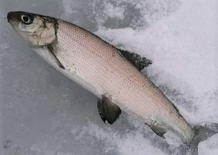 sykas144592946 3704990686250632 9220161363488380949 o rotated