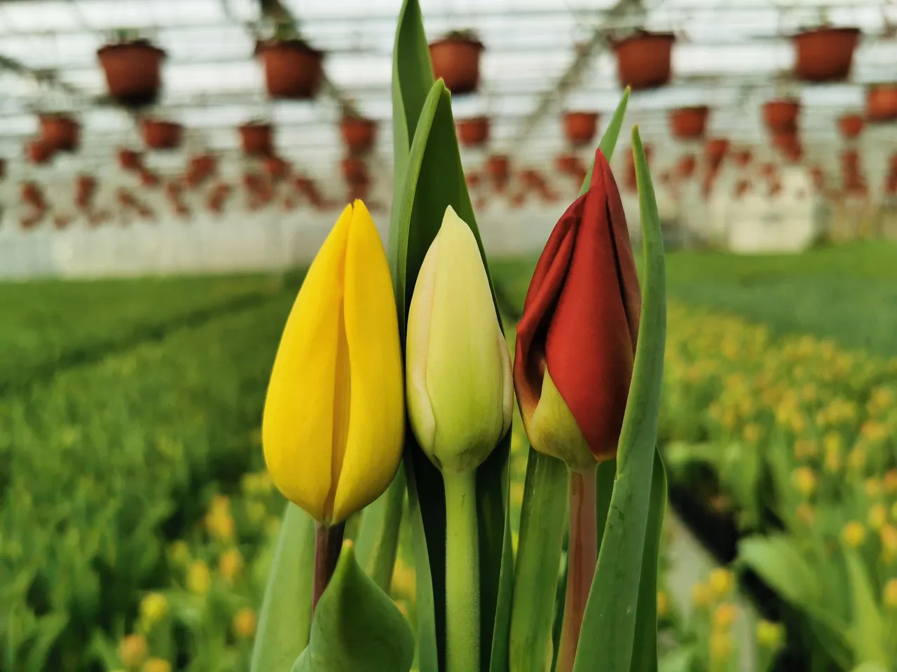 tulp86496850 2362910223810207 5592753512015462400 o