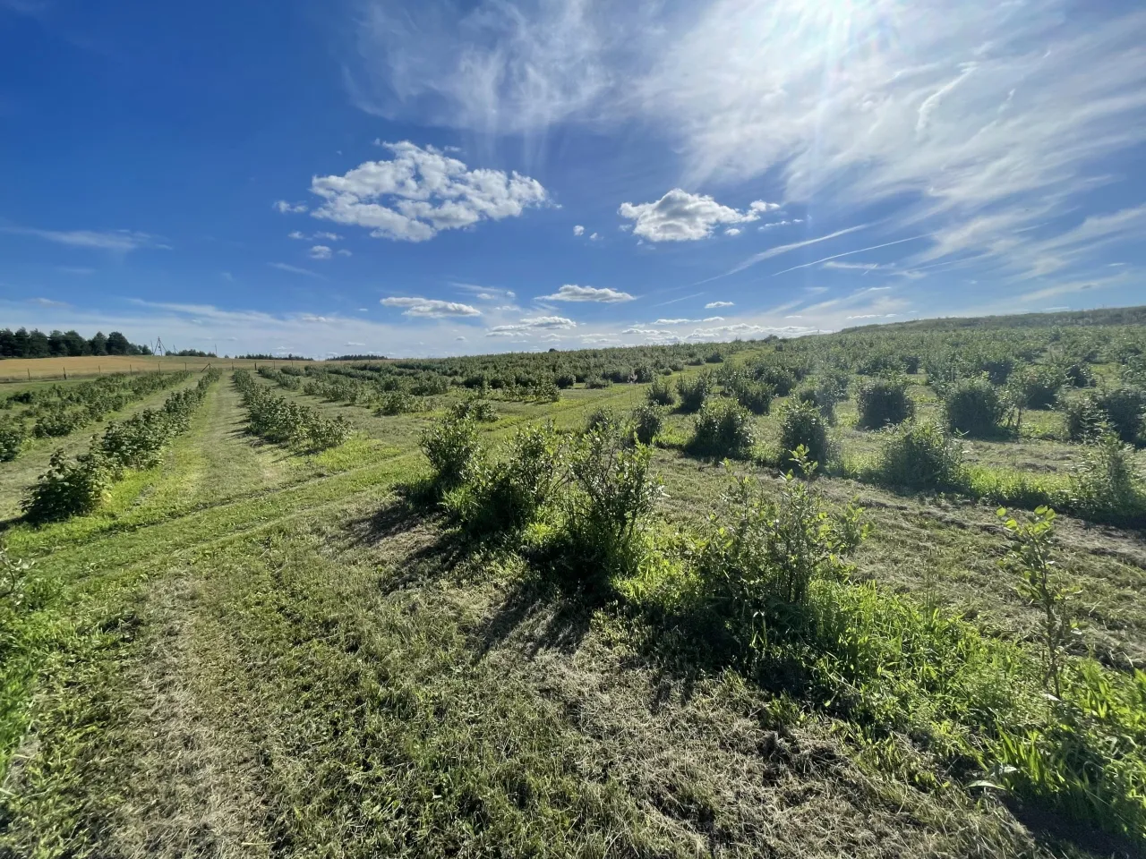 uogininkyste plotai scaled