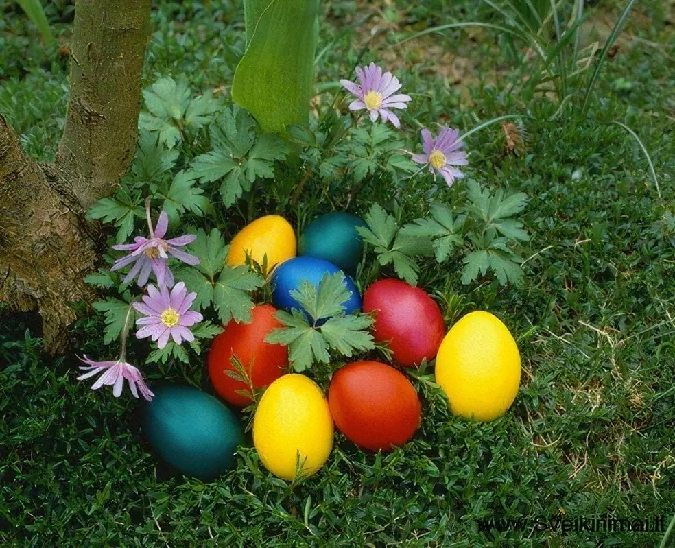 velyku bobute dauguose