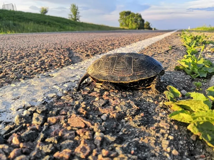 vezl193703204 2936058206613403 1664530597854407707 n