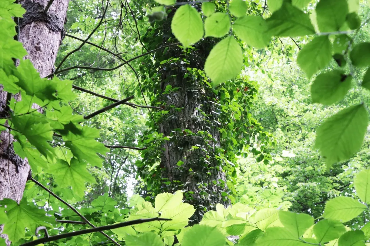 vidzgebene lipike jpg