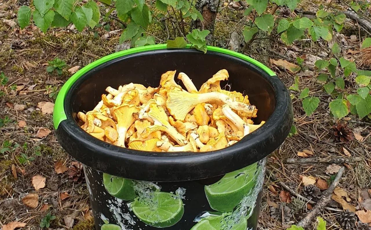 vovedaivb363377053 10219056480402275 465313195978596617 ns jpg