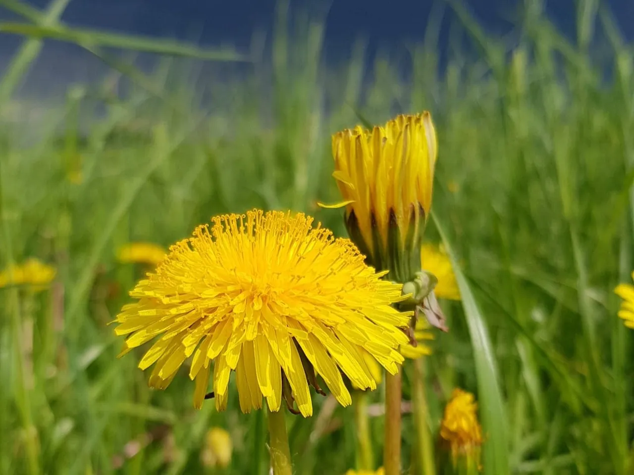 zoliu karaliene kiaulpiene