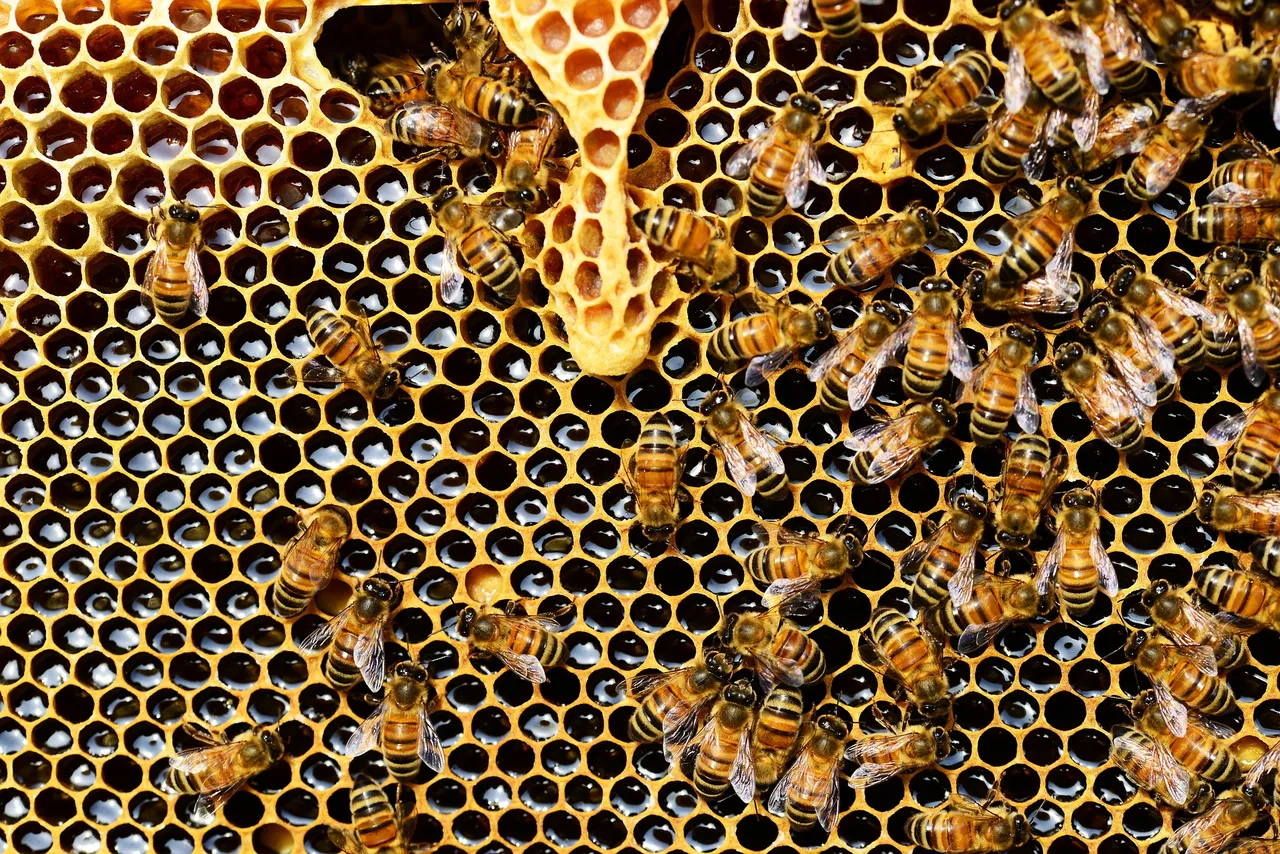 beehive 337695 1920