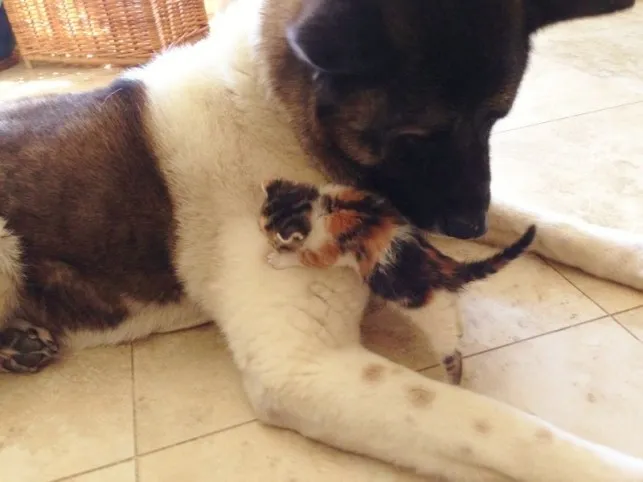 cachorra adota gatinha abandonada 02
