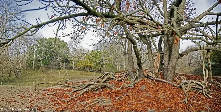 duinen panorama herfst wim meijer