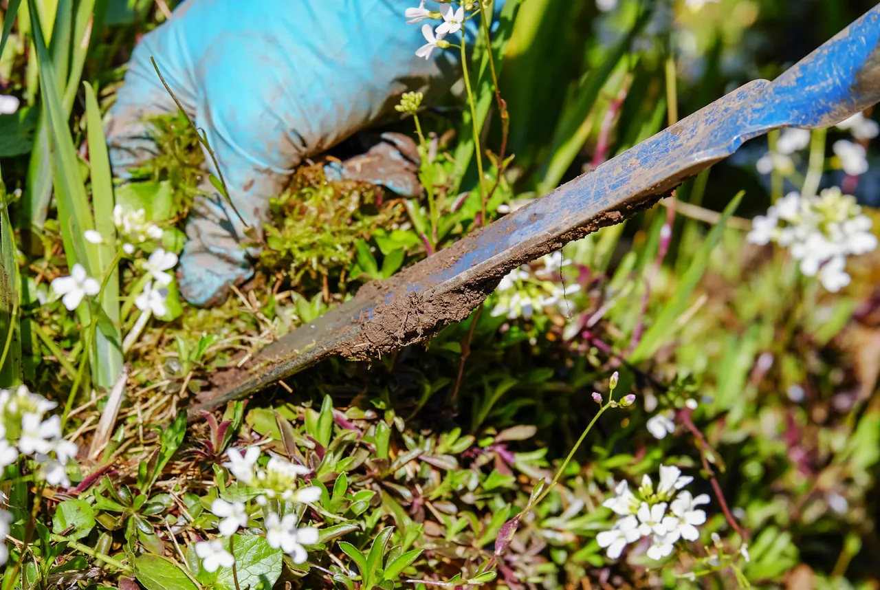 gardening 3296781