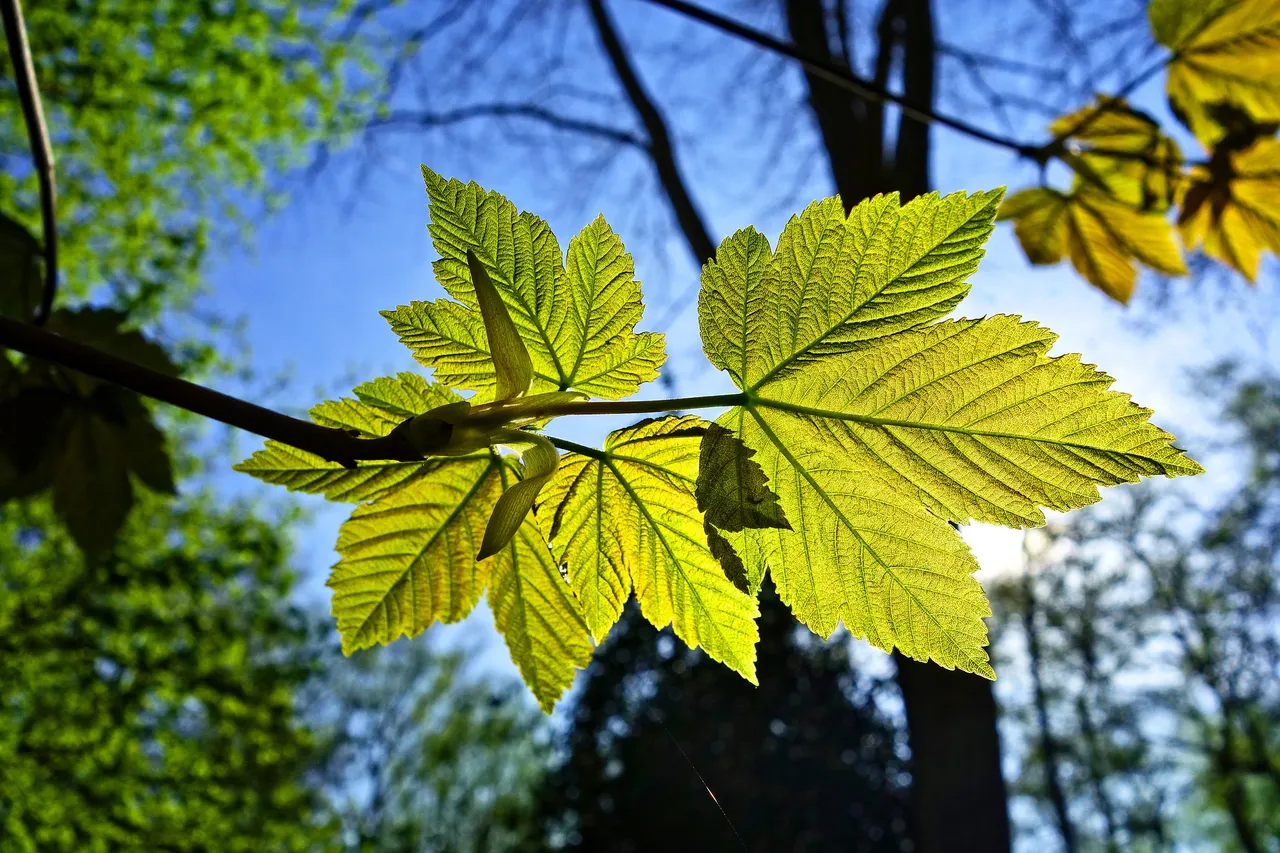 leaf 3332211 1920