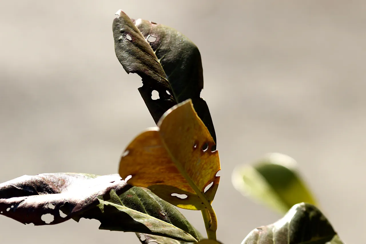 nature 3341758 1