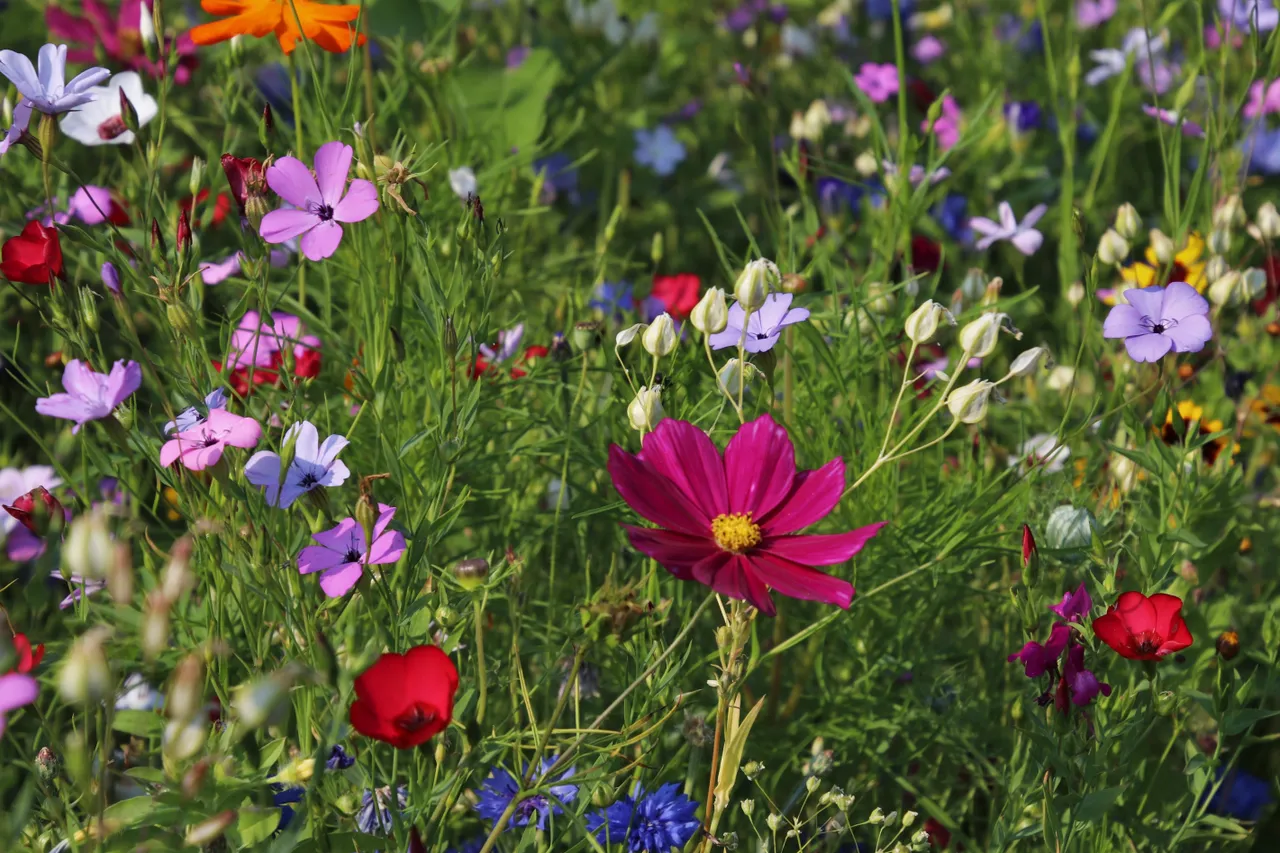 wildflowers 3571119