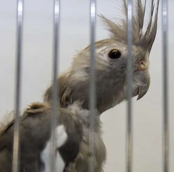 agoss dierentehuis arnhem