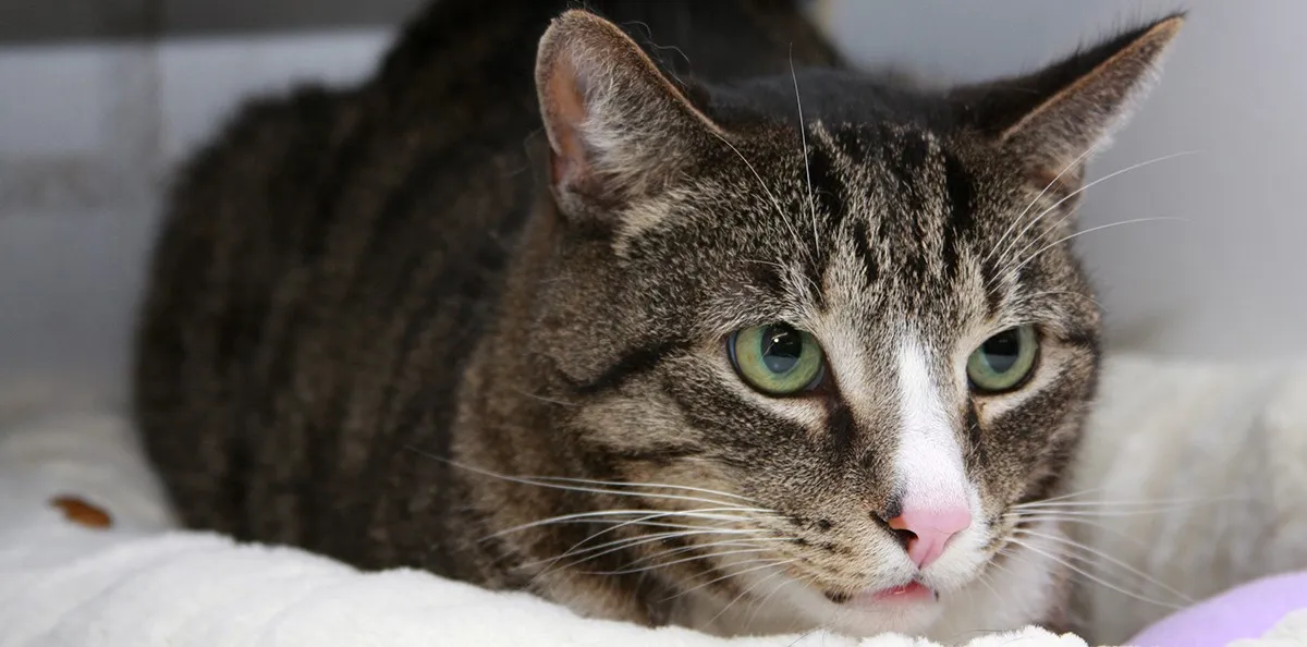 dierentehuis arnhem bliksem 21274 2