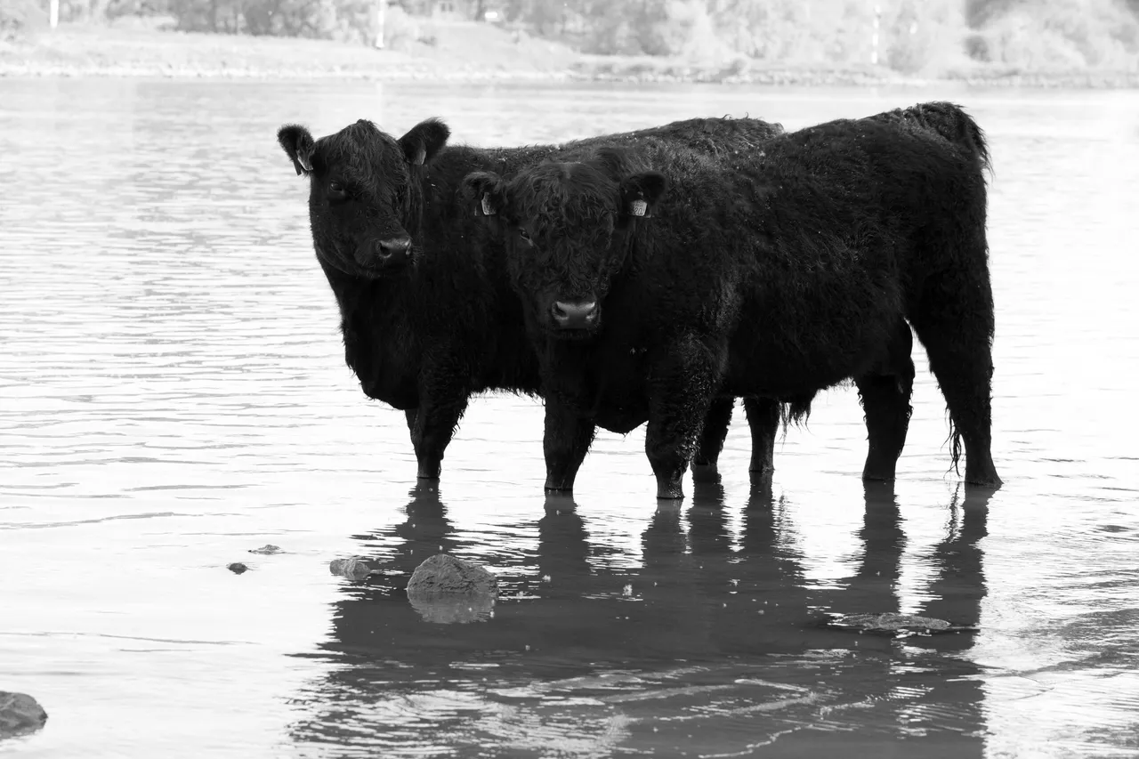 meinerswijkrw jansen klein3