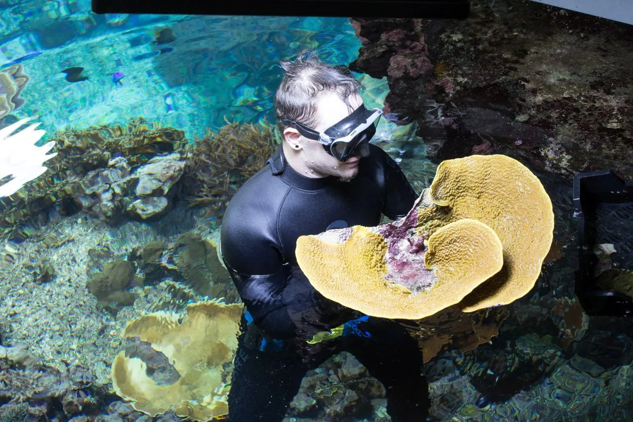 Koraal geweekt in Ocean<br>
