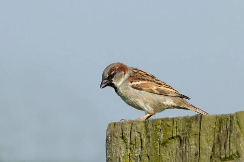 huismus jankees schwiebbe