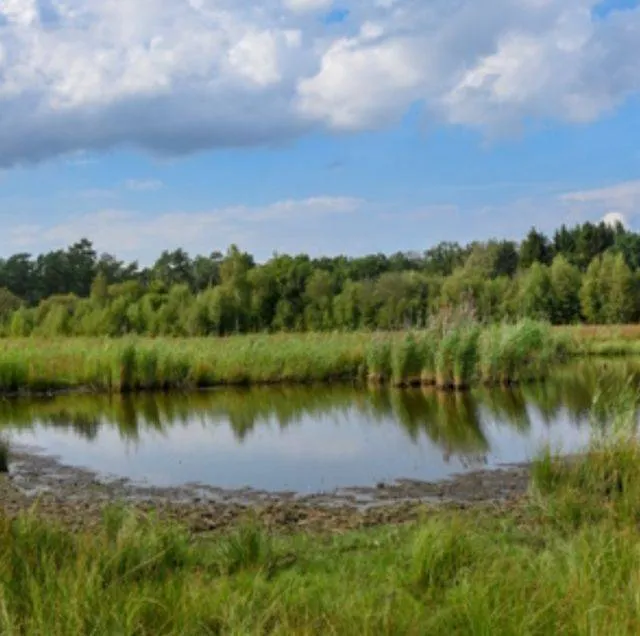 wisselse veen ronald oost roost mf00176 300jpg jpeg afbeelding 300 299 pixels