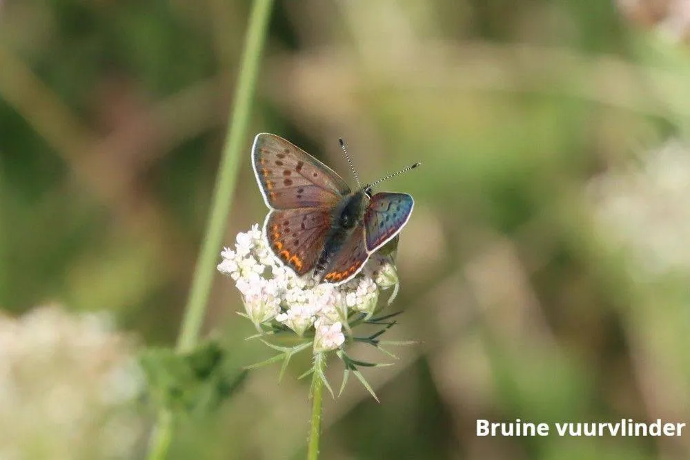 Natuurbegraafplaats Heidepol. Bruine vuurvlinder.(235)