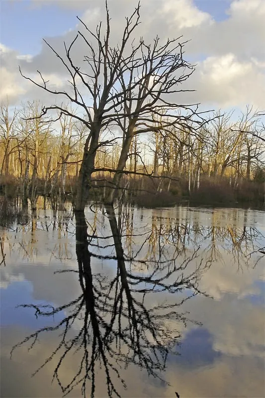 20170803 natuur bomen water