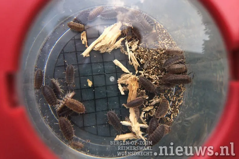 20170927 beestjes 005
