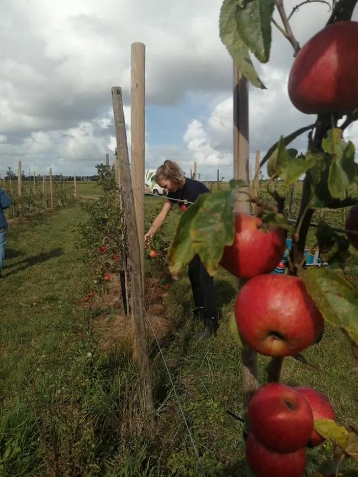 appelboom verkleind