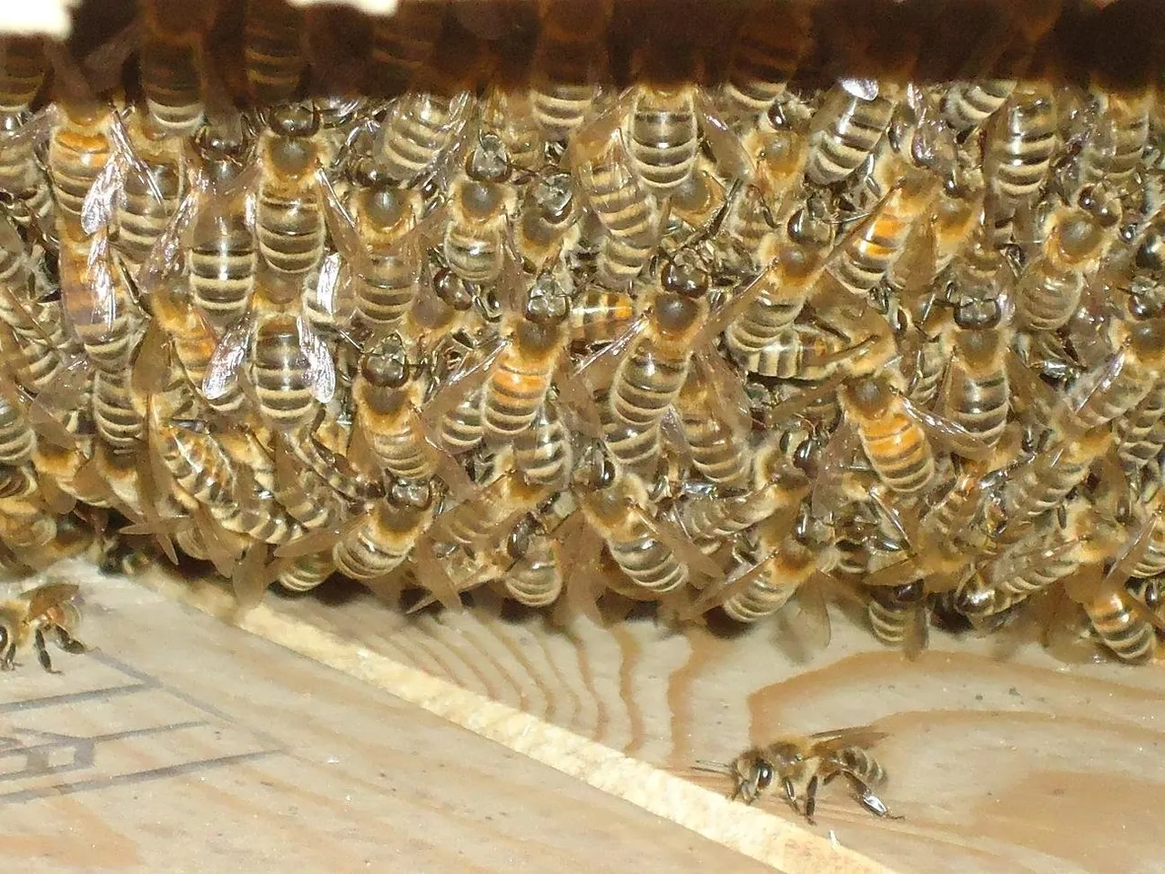 bijen 5