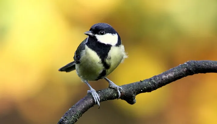 bird 205349 1920 banner