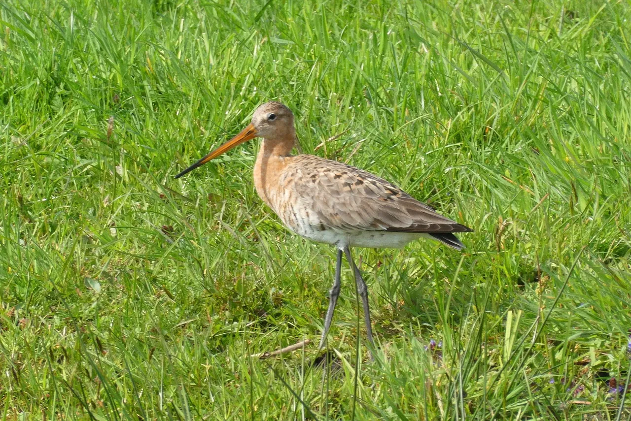black tailed godwit 4115605 1920