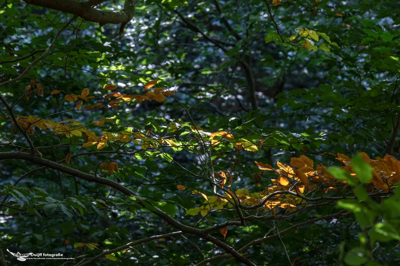 blad in de zon