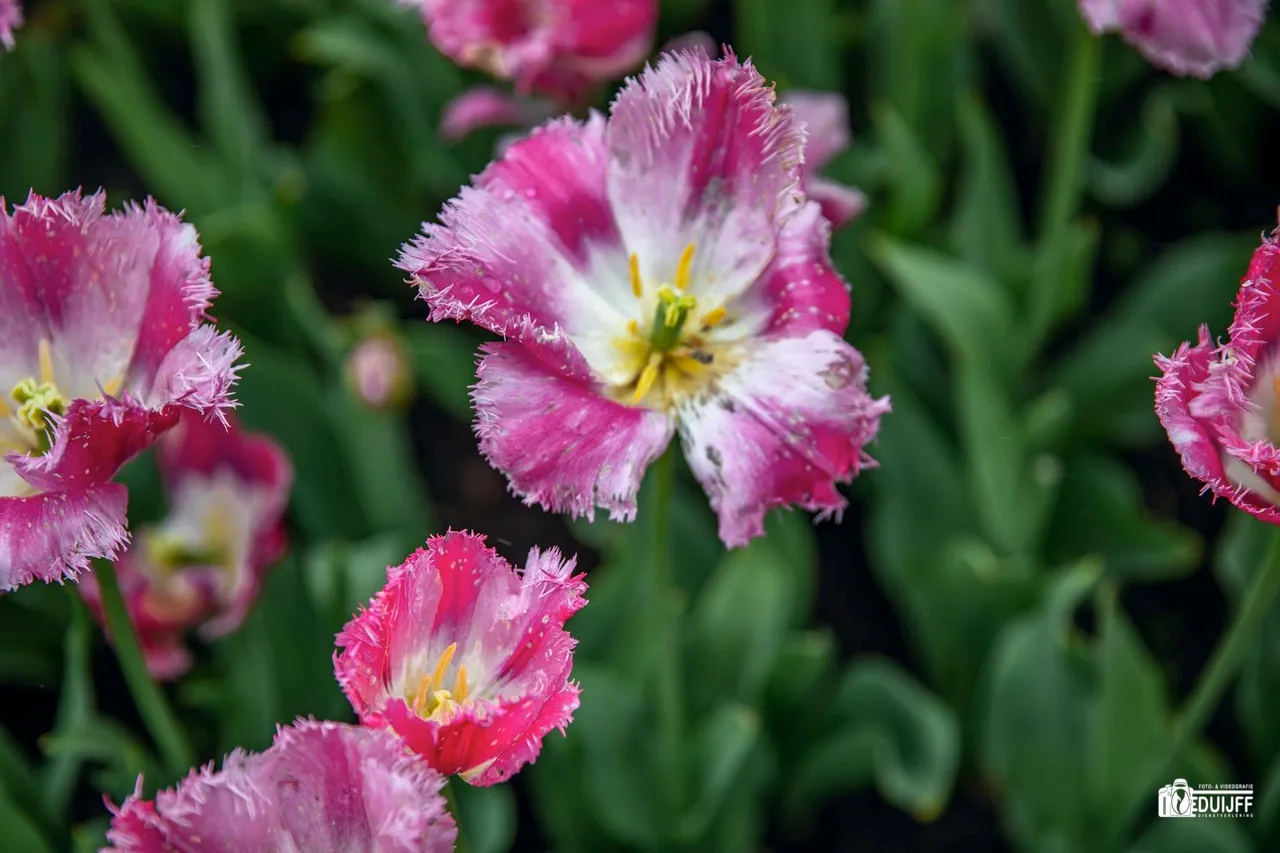 bloemen roze