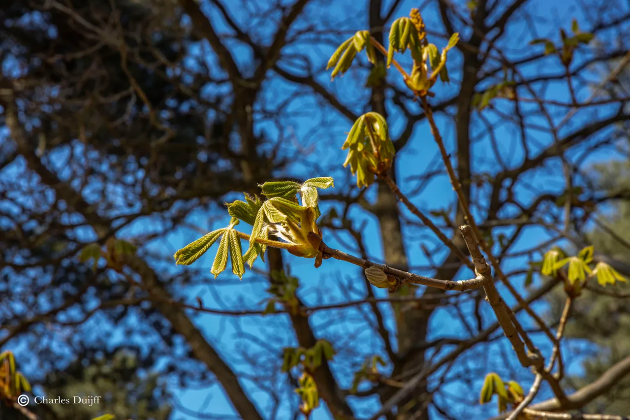 bloesem boom