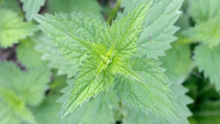 brandnetel pixa