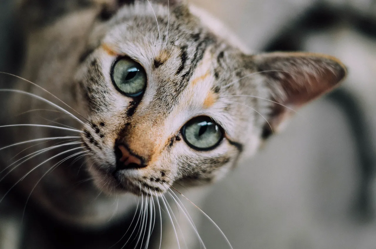 cat face 1081951 1920