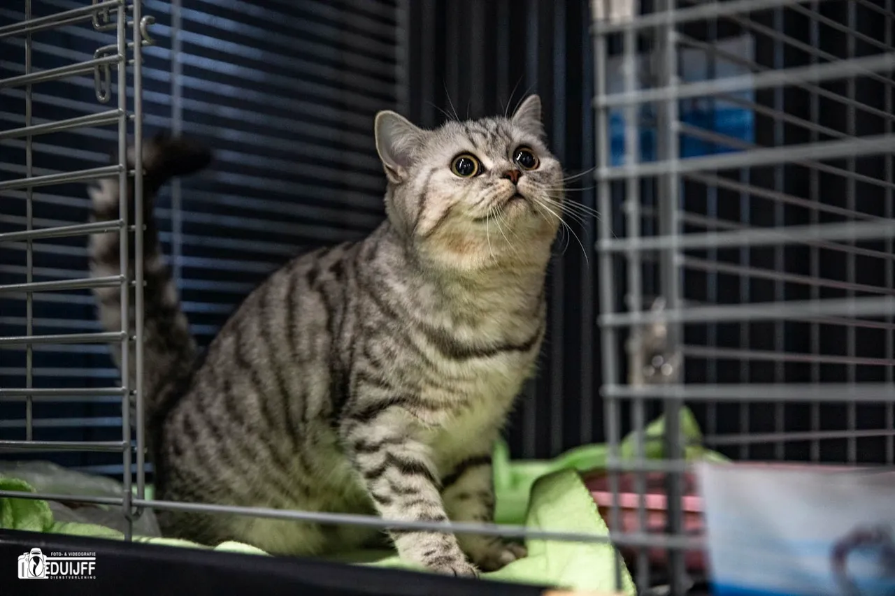 cat fraai b