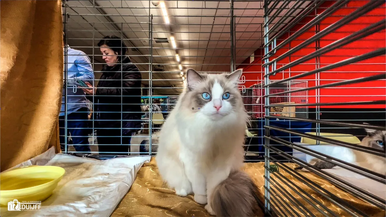 cat zeer fraai