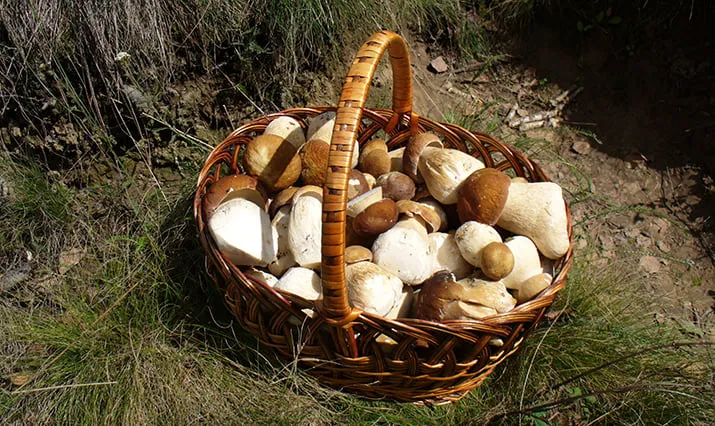 cep in basket 2006 g01 pixa
