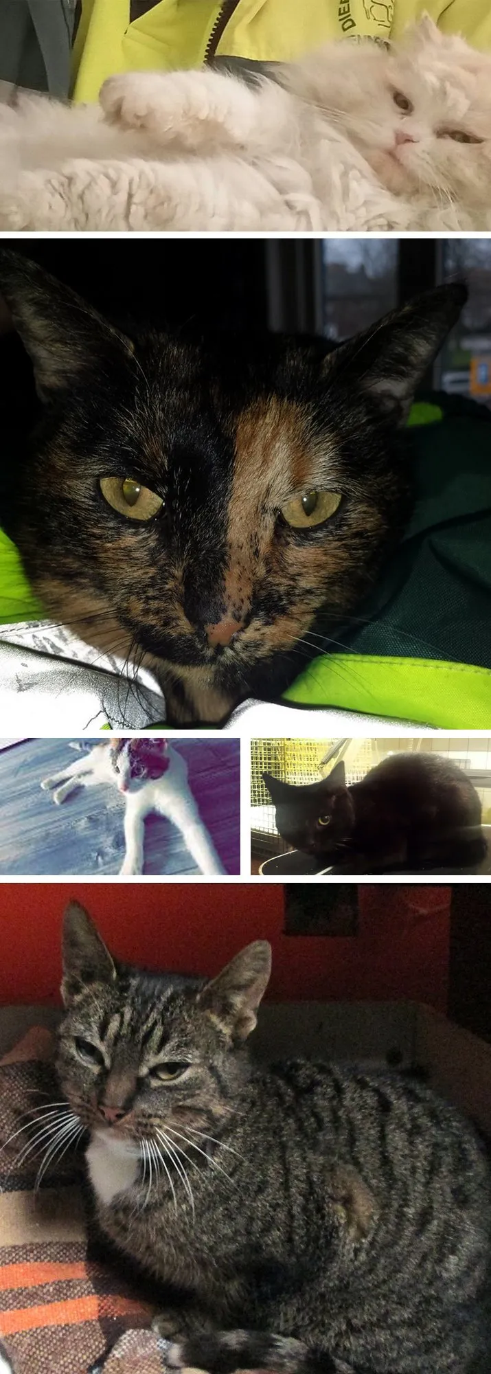 collage 27 02