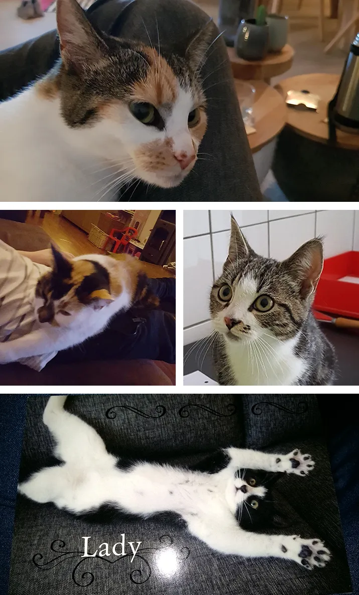 collage dieren 31 10