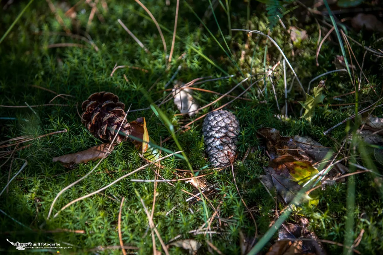 dennenappels