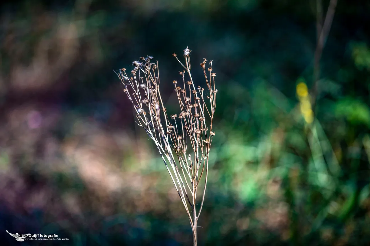eenvoud2