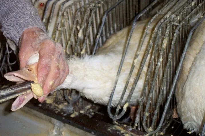 foie gras wikipedia gavage