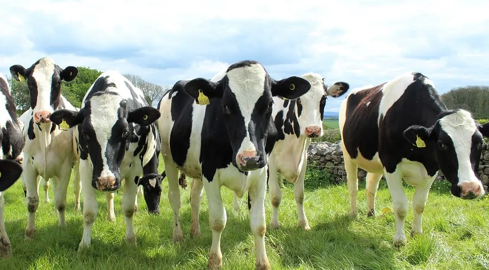 holstein cattle 2318436 960 720