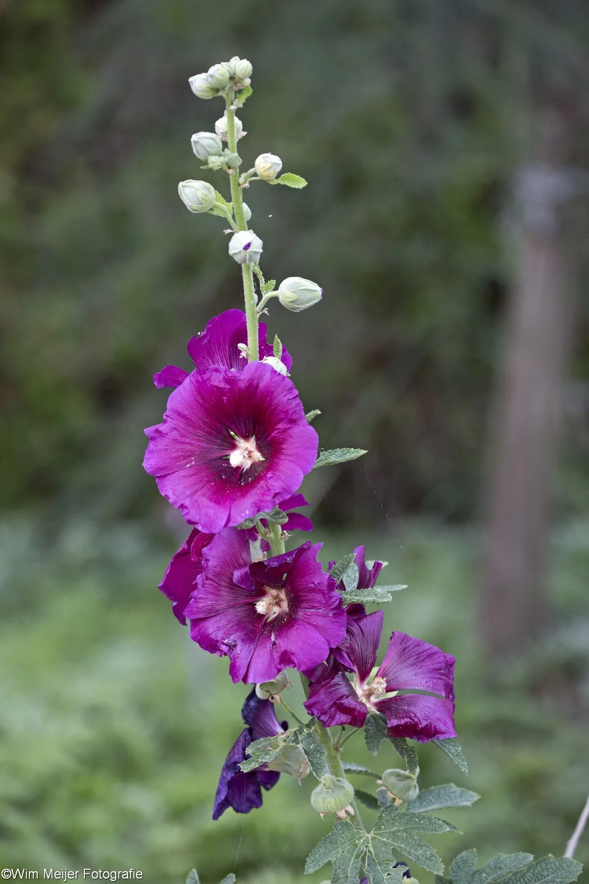 i5a1183