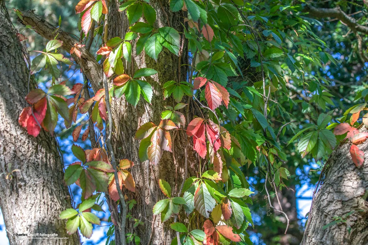 kleurrijk blad