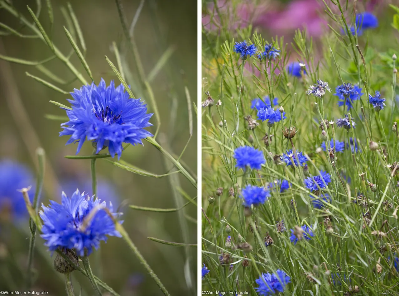 korenbloemen collage