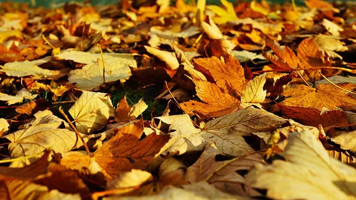 leaves 1818628 960 720 pixa