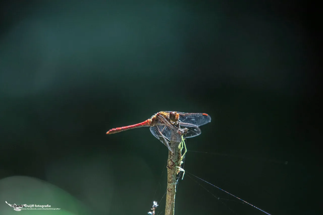 libelle en web